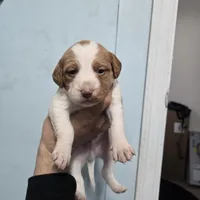 "Cedar" , a male Brittany for sale in Stuart, FL – Photo 10 of 10