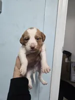 "Cedar" , a male Brittany for sale in Stuart, FL – Photo 6 of 7