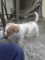 "Cedar" , a male Brittany for sale in Stuart, FL – Photo 7 of 7