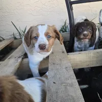 "Cedar" , a male Brittany for sale in Stuart, FL – Photo 6 of 10