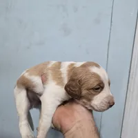 "Cedar" , a male Brittany for sale in Stuart, FL – Photo 9 of 10