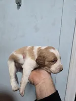 "Cedar" , a male Brittany for sale in Stuart, FL – Photo 5 of 7