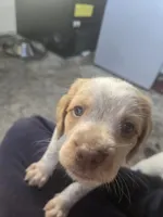 "Juniper" , a female Brittany for sale in Stuart, FL – Photo 1 of 8