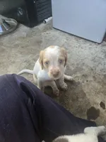 "Juniper" , a female Brittany for sale in Stuart, FL – Photo 4 of 8
