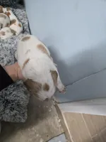 "Juniper" , a female Brittany for sale in Stuart, FL – Photo 8 of 8