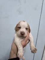 "Juniper" , a female Brittany for sale in Stuart, FL – Photo 6 of 8