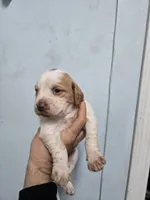 "Juniper" , a female Brittany for sale in Stuart, FL – Photo 5 of 8