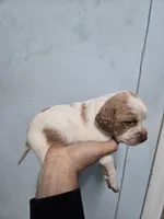 "Juniper" , a female Brittany for sale in Stuart, FL – Photo 7 of 8