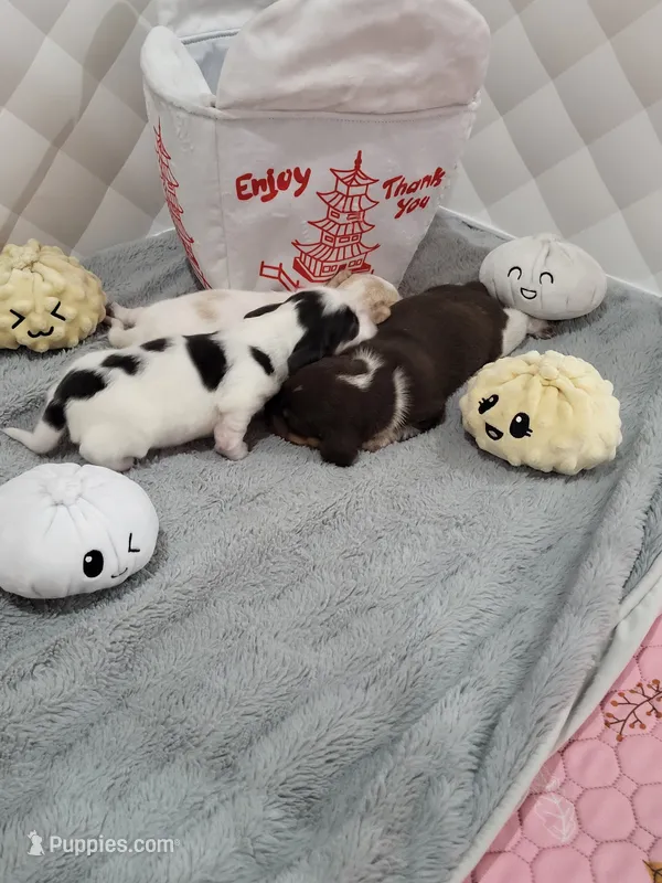 Blue – Miniature Dachshund puppy for sale in Sunset Beach, NC