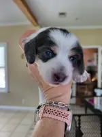 Blue, a male Miniature Dachshund for sale in Sunset Beach, NC – 8 of 10