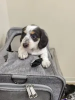 Pepperoni, a male Miniature Dachshund for sale in Sunset Beach, NC – 4 of 8