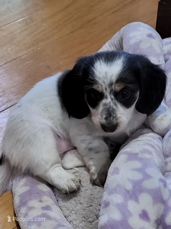 Pepperoni – Miniature Dachshund puppy for sale in Sunset Beach, NC
