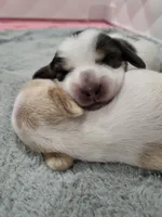 Blue, a male Miniature Dachshund for sale in Sunset Beach, NC – 7 of 10
