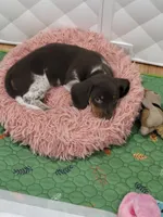 Coconut, a male Miniature Dachshund for sale in Sunset Beach, NC – 9 of 9