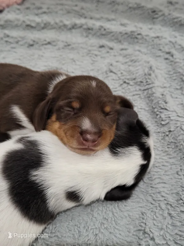 Knox – Miniature Dachshund puppy for sale in Sunset Beach, NC