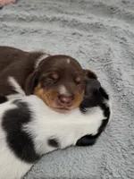 Knox, a male Miniature Dachshund for sale in Sunset Beach, NC – 1 of 10
