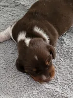 Knox, a male Miniature Dachshund for sale in Sunset Beach, NC – 5 of 10