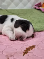 Blue, a male Miniature Dachshund for sale in Sunset Beach, NC – 4 of 10