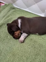 Knox, a male Miniature Dachshund for sale in Sunset Beach, NC – 9 of 10