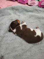 Knox, a male Miniature Dachshund for sale in Sunset Beach, NC – 3 of 10