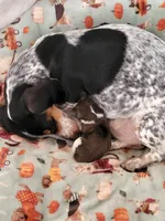 Knox, a male Miniature Dachshund for sale in Sunset Beach, NC – 2 of 10