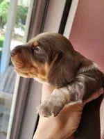 Knox, a male Miniature Dachshund for sale in Sunset Beach, NC – 10 of 10