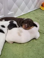 Knox, a male Miniature Dachshund for sale in Sunset Beach, NC – 6 of 10