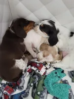 Coconut, a male Miniature Dachshund for sale in Sunset Beach, NC – 8 of 9