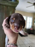 Knox, a male Miniature Dachshund for sale in Sunset Beach, NC – 4 of 10