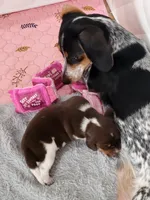Knox, a male Miniature Dachshund for sale in Sunset Beach, NC – 7 of 10