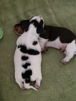 Blue, a male Miniature Dachshund for sale in Sunset Beach, NC – 5 of 10