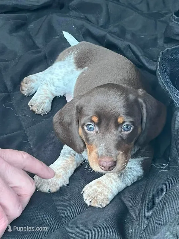 Coconut – Miniature Dachshund puppy for sale in Sunset Beach, NC