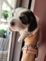 Blue, a male Miniature Dachshund for sale in Sunset Beach, NC – 9 of 10