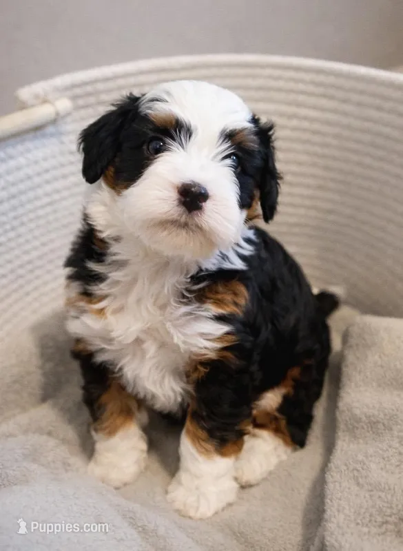 Birkin - brown collar boy – Miniature Bernedoodle puppy for sale in Medway, MA