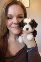 Birkin - brown collar boy, a male Miniature Bernedoodle for sale in Medway, MA – Photo 3 of 8