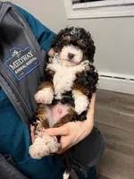 Bentley - green collar boy, a male Miniature Bernedoodle for sale in Medway, MA – Photo 7 of 7