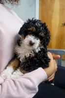 Bentley - green collar boy, a male Miniature Bernedoodle for sale in Medway, MA – Photo 1 of 7