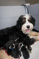 Birkin - brown collar boy, a male Miniature Bernedoodle for sale in Medway, MA – Photo 6 of 8