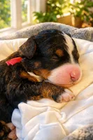 Dolce - pink collar girl , a female Miniature Bernedoodle for sale in Medway, MA – Photo 10 of 10