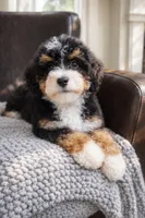 Dolce - pink collar girl , a female Miniature Bernedoodle for sale in Medway, MA – Photo 1 of 10