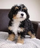 Dolce - pink collar girl , a female Miniature Bernedoodle for sale in Medway, MA – Photo 2 of 10
