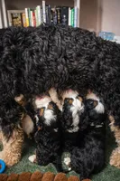 Dolce - pink collar girl , a female Miniature Bernedoodle for sale in Medway, MA – Photo 7 of 10