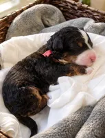 Dolce - pink collar girl , a female Miniature Bernedoodle for sale in Medway, MA – Photo 2 of 10