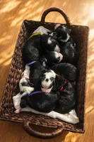 Louie - blue collar boy, a male Miniature Bernedoodle for sale in Medway, MA – Photo 8 of 10