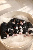 Louie - blue collar boy, a male Miniature Bernedoodle for sale in Medway, MA – Photo 4 of 10