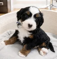 Louie - blue collar boy, a male Miniature Bernedoodle for sale in Medway, MA – Photo 1 of 10