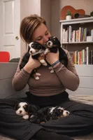 Molly, a female Miniature Bernedoodle for sale in Medway, MA – 5 of 8