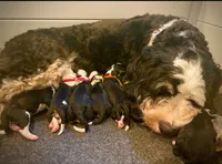 Molly, a female Miniature Bernedoodle for sale in Medway, MA – 3 of 8