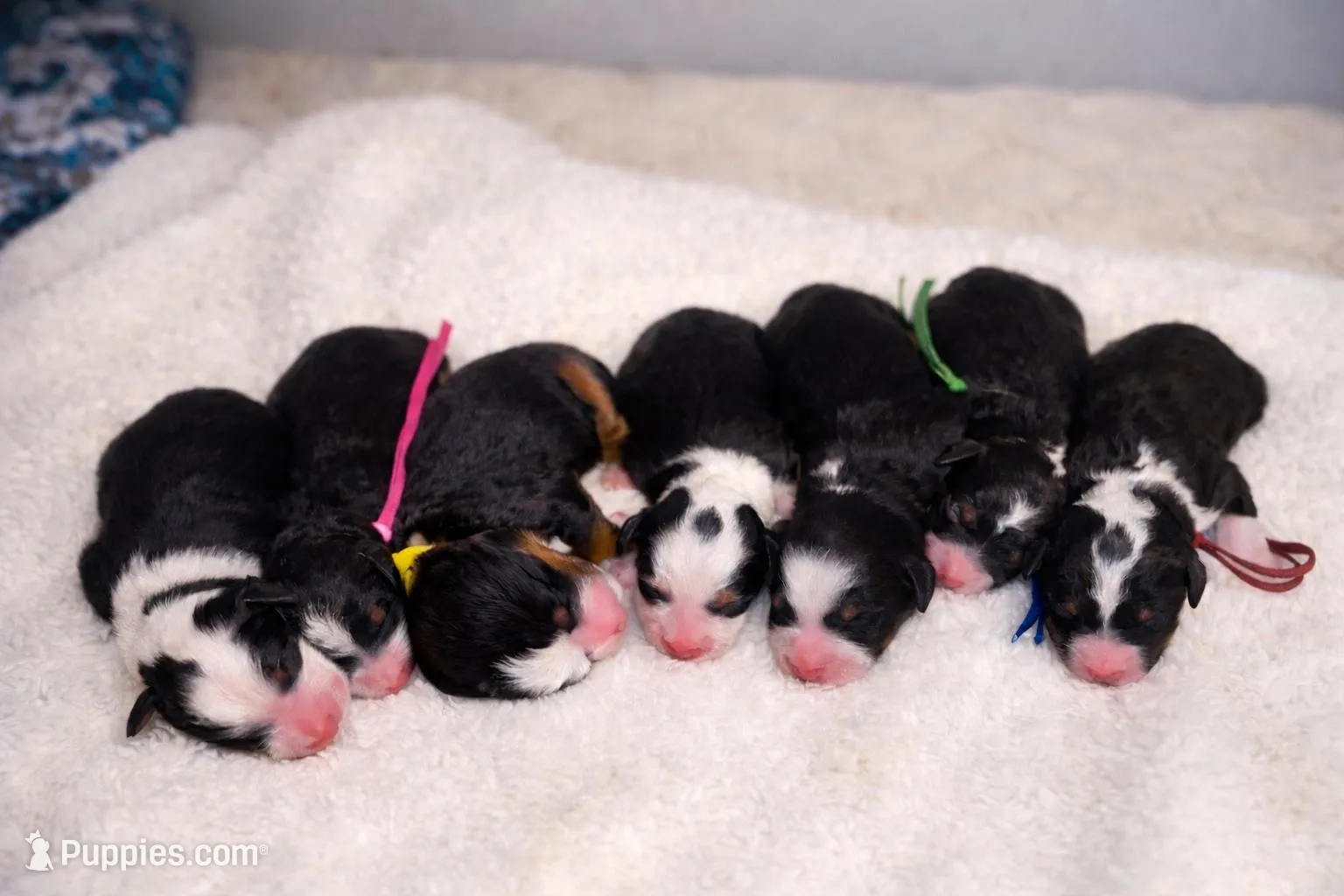 Louie - blue collar boy, a male Miniature Bernedoodle for sale in Medway, MA – Photo 3 of 10