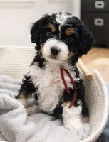Dior - maroon collar girl , a female Miniature Bernedoodle for sale in Medway, MA – Photo 1 of 7
